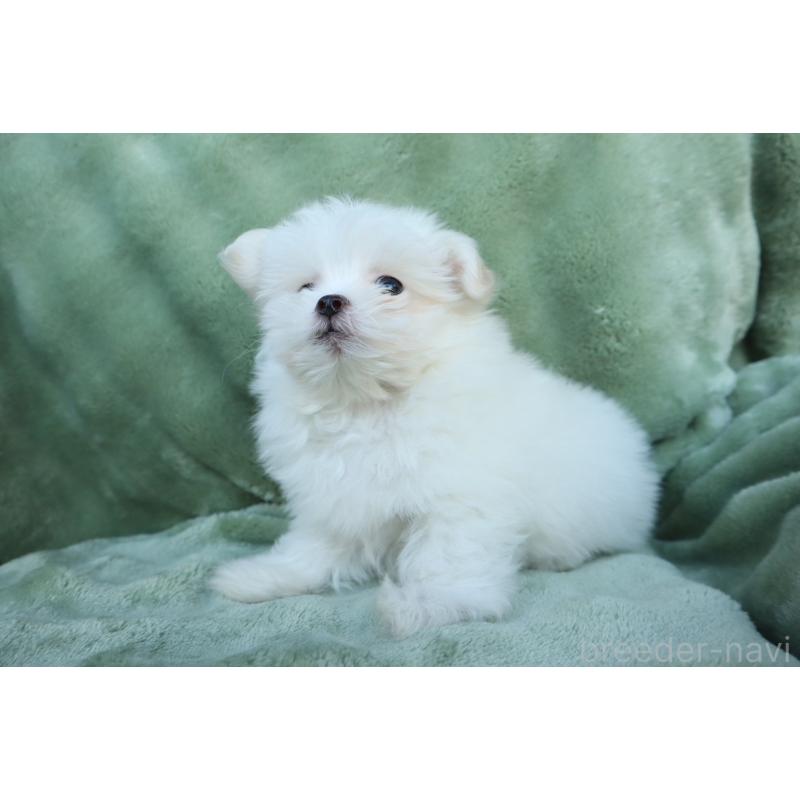 商談中の東京都のポメマル:ポメラニアン×マルチーズ-432874の4枚目