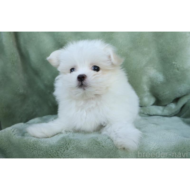 商談中の東京都のポメマル:ポメラニアン×マルチーズ-432874の3枚目