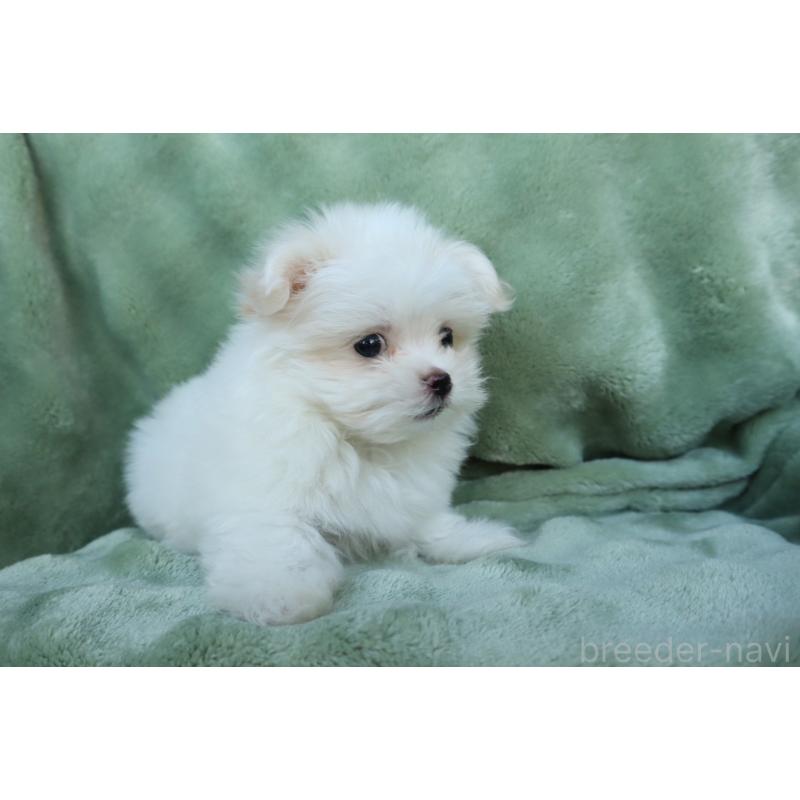 商談中の東京都のポメマル:ポメラニアン×マルチーズ-432874の2枚目