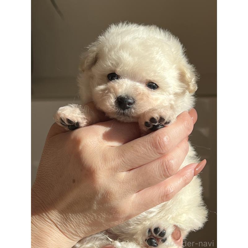 販売中の静岡県のトイプードル-432873の3枚目