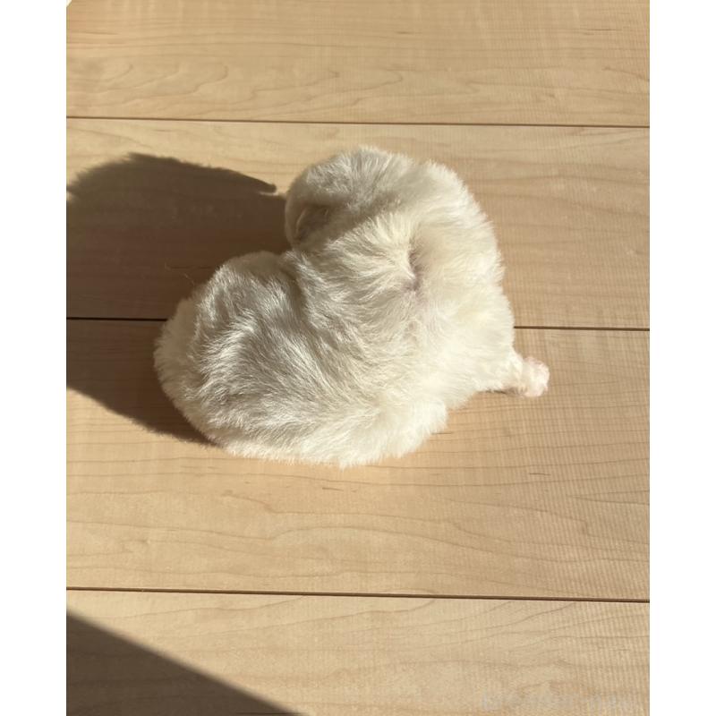 販売中の静岡県のトイプードル-432873の2枚目