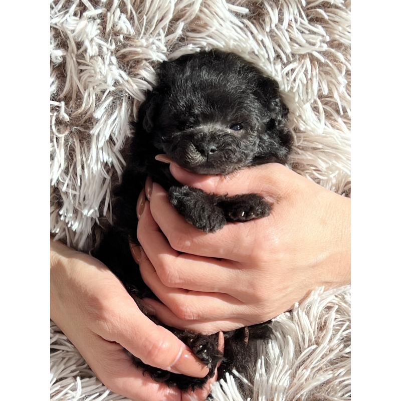 販売中の静岡県のトイプードル-432875の3枚目