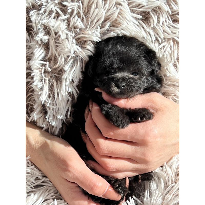 販売中の静岡県のトイプードル-432875の2枚目