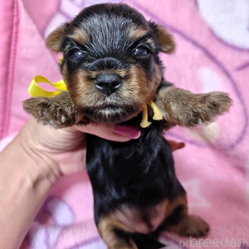 販売中の神奈川県のヨークシャーテリア-432877の10枚目