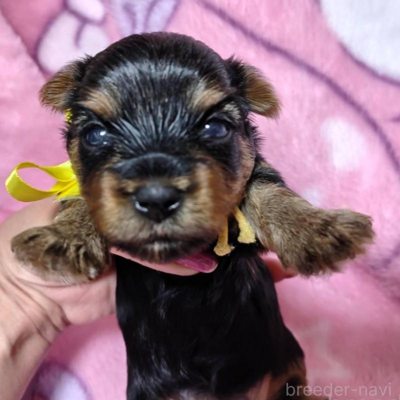 販売中の神奈川県のヨークシャーテリア-432877の9枚目