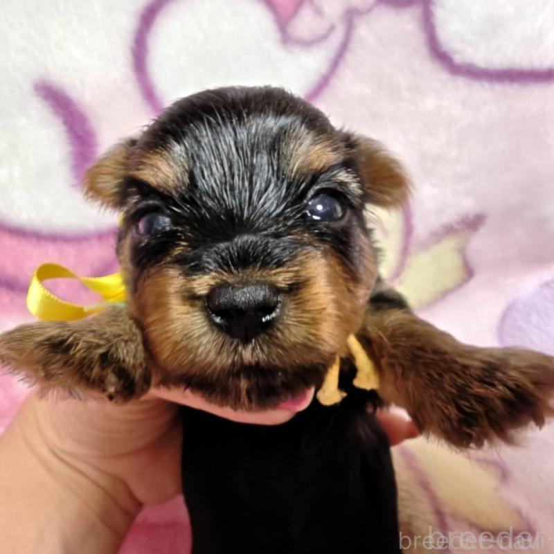 販売中の神奈川県のヨークシャーテリア-432877の8枚目