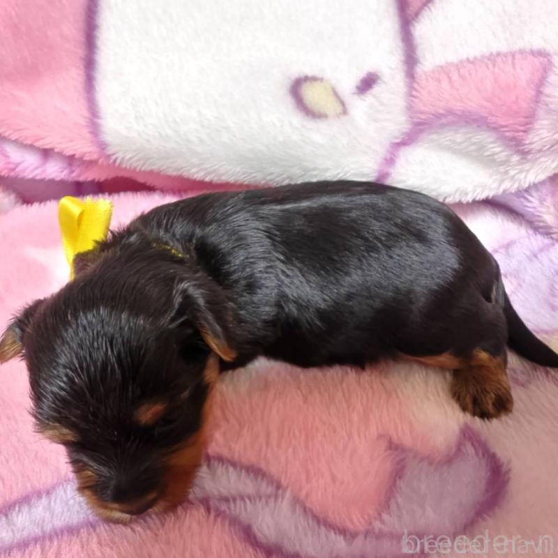 販売中の神奈川県のヨークシャーテリア-432877の7枚目