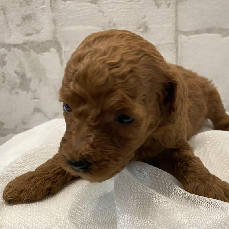 販売中の群馬県のミニチュアプードル-432876の6枚目