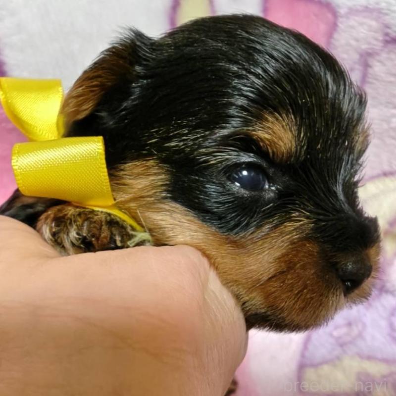 販売中の神奈川県のヨークシャーテリア-432877の6枚目