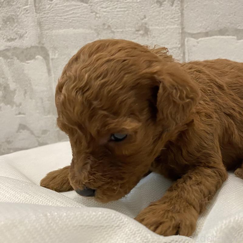 販売中の群馬県のミニチュアプードル-432876の5枚目