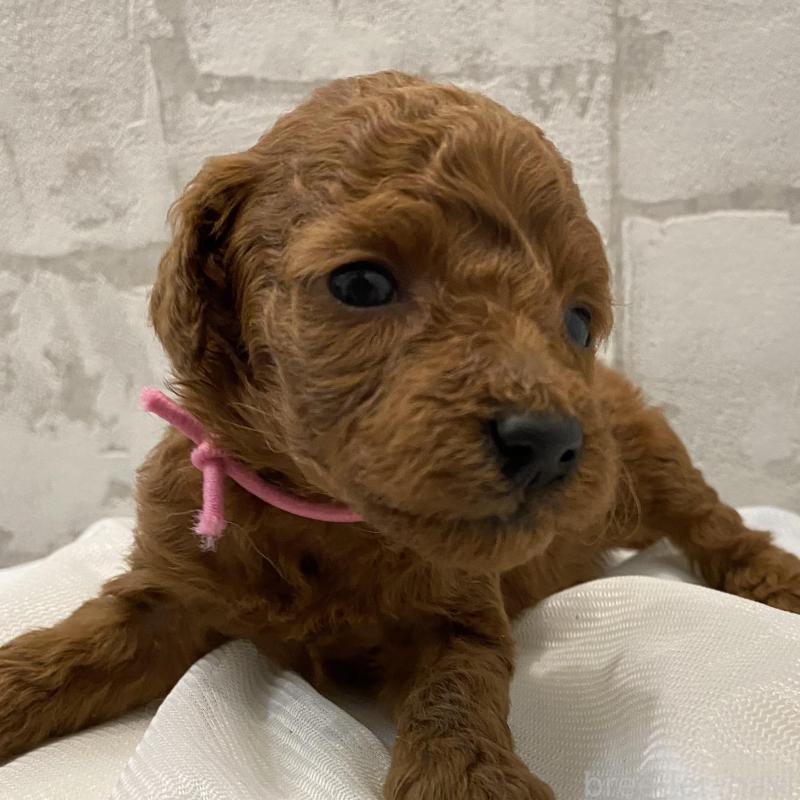 販売中の群馬県のミニチュアプードル-432876の4枚目