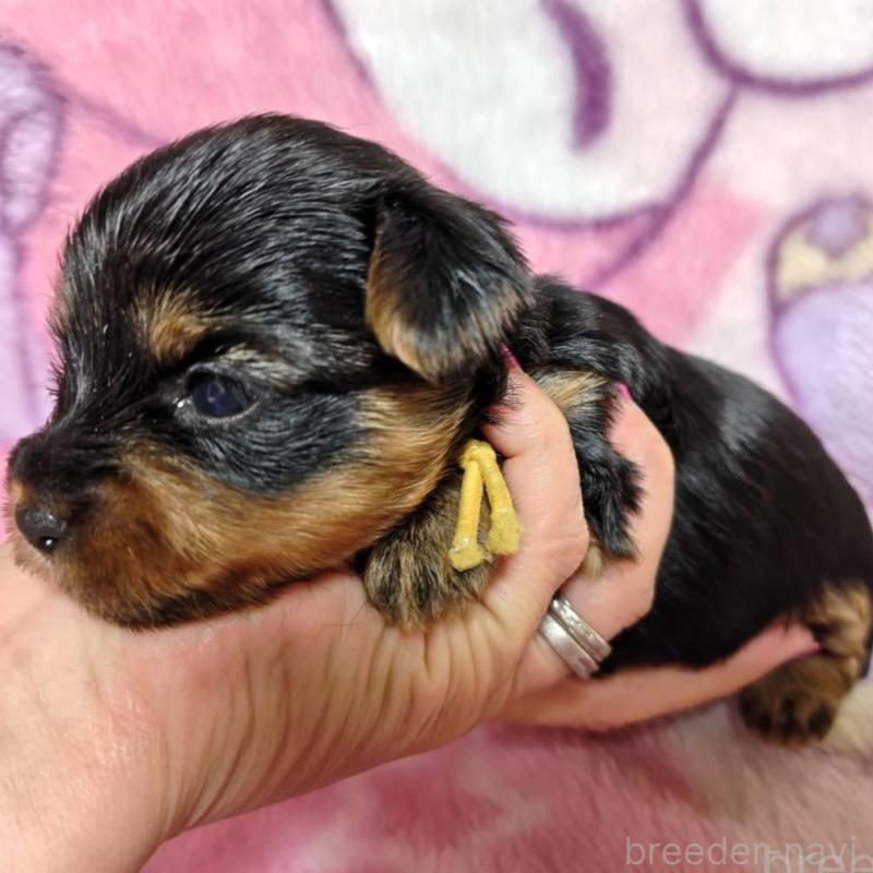 販売中の神奈川県のヨークシャーテリア-432877の5枚目