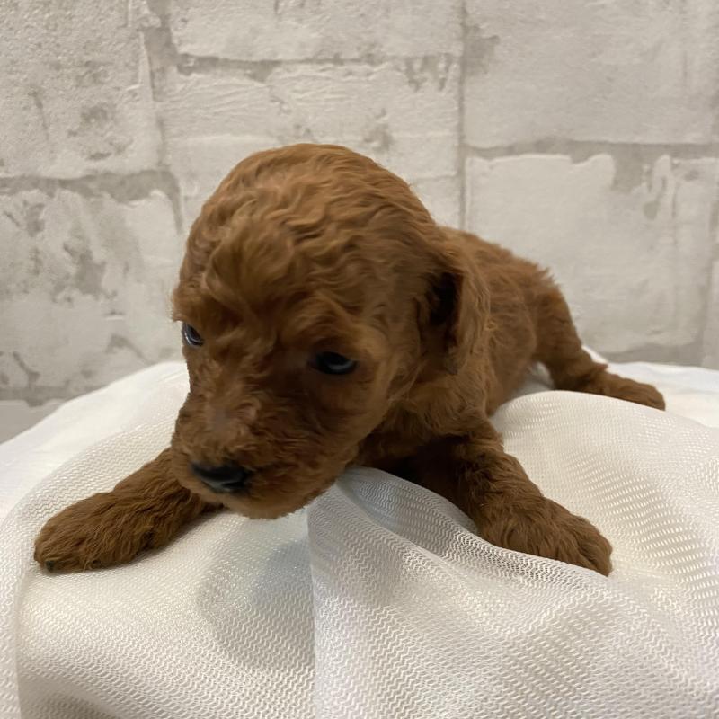 販売中の群馬県のミニチュアプードル-432876の3枚目