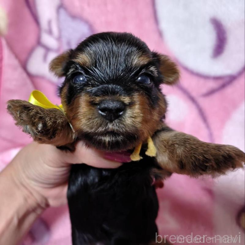 販売中の神奈川県のヨークシャーテリア-432877の4枚目