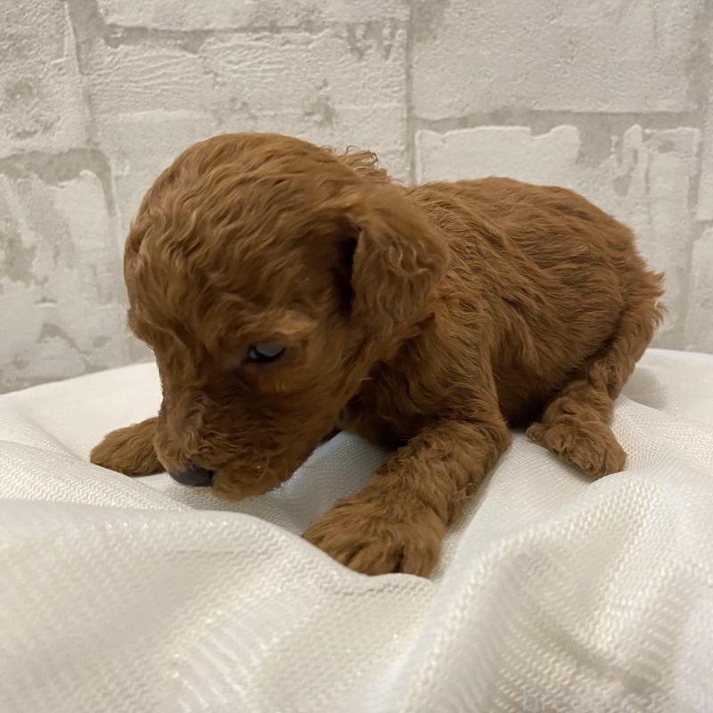 販売中の群馬県のミニチュアプードル-432876の2枚目