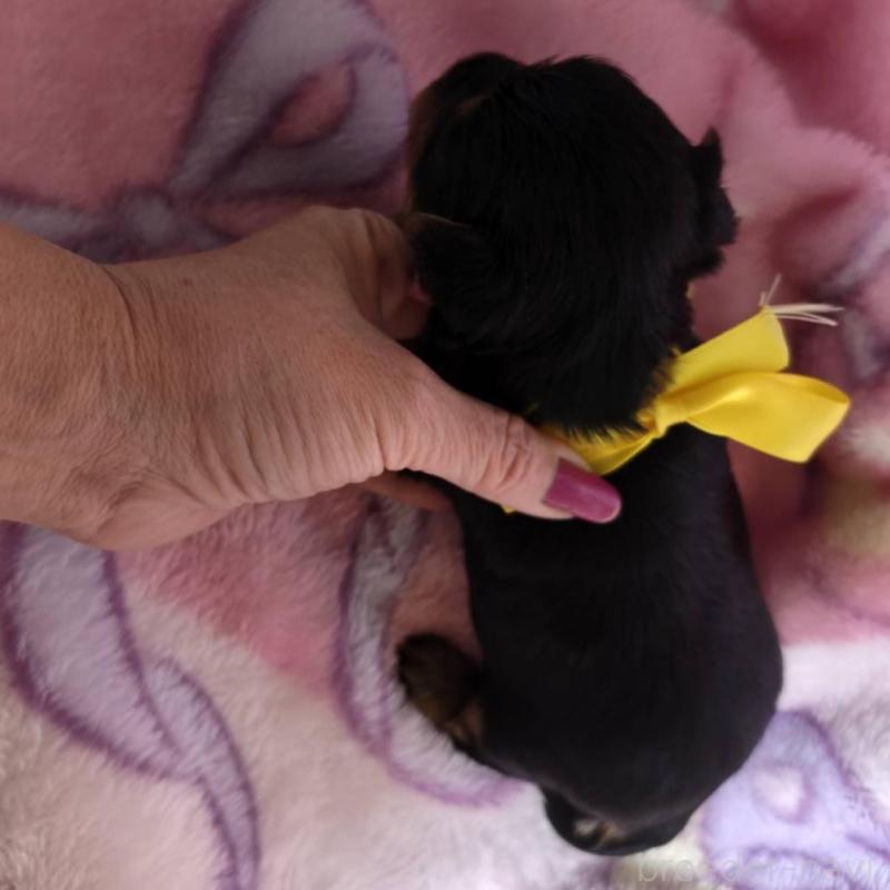 販売中の神奈川県のヨークシャーテリア-432877の3枚目