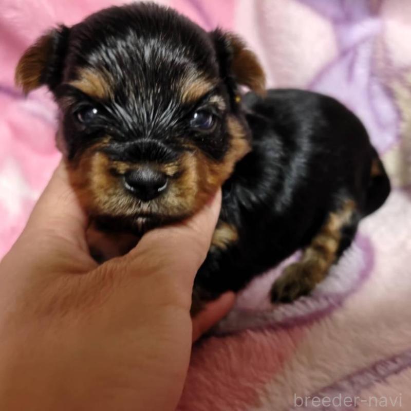 販売中の神奈川県のヨークシャーテリア-432877の1枚目