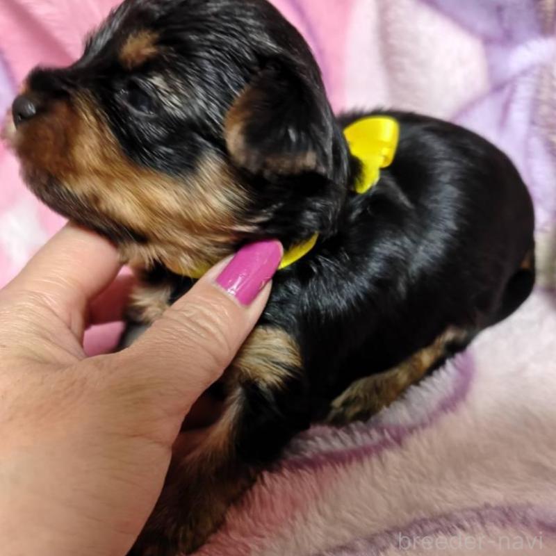 販売中の神奈川県のヨークシャーテリア-432877の2枚目