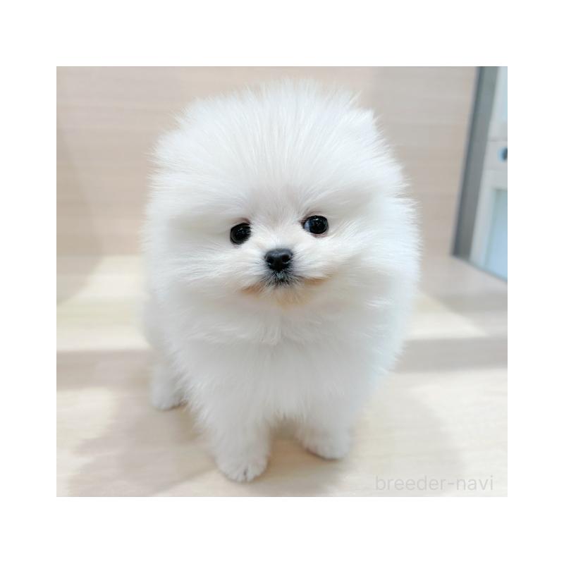 販売中の東京都のポメラニアン-432878