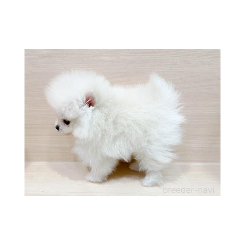 販売中の東京都のポメラニアン-432878の5枚目