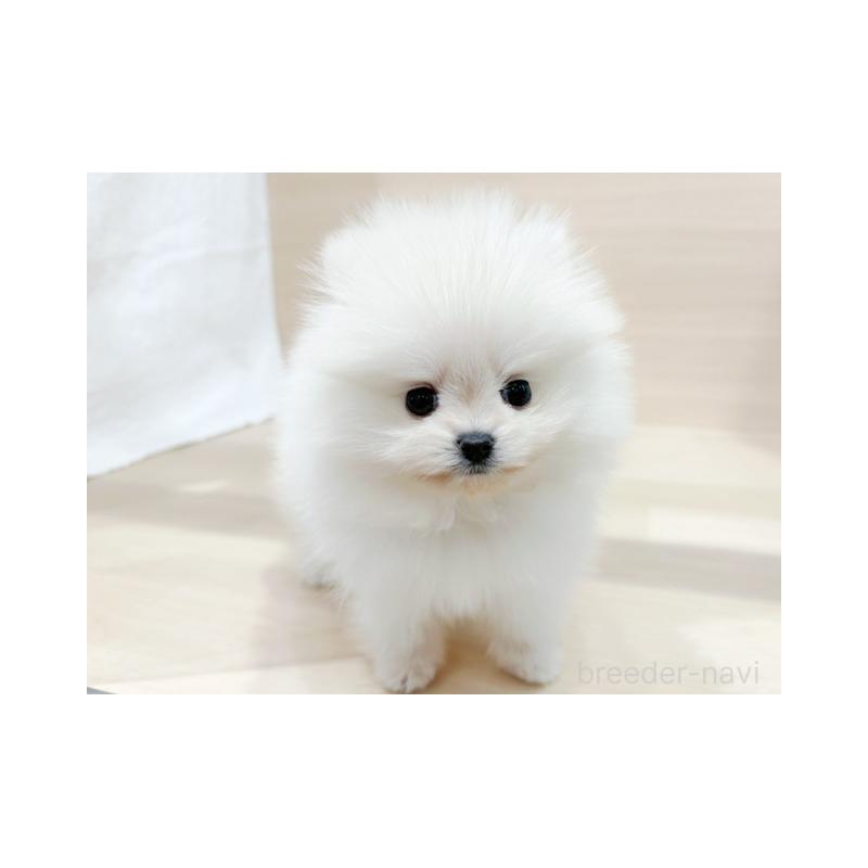 販売中の東京都のポメラニアン-432878の4枚目