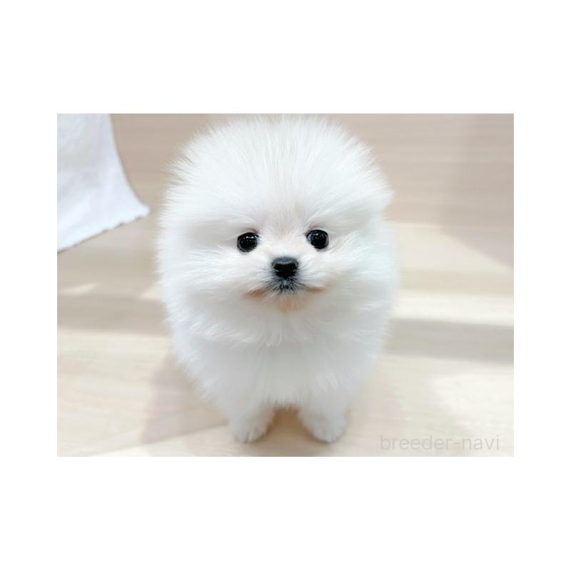 販売中の東京都のポメラニアン-432878の3枚目