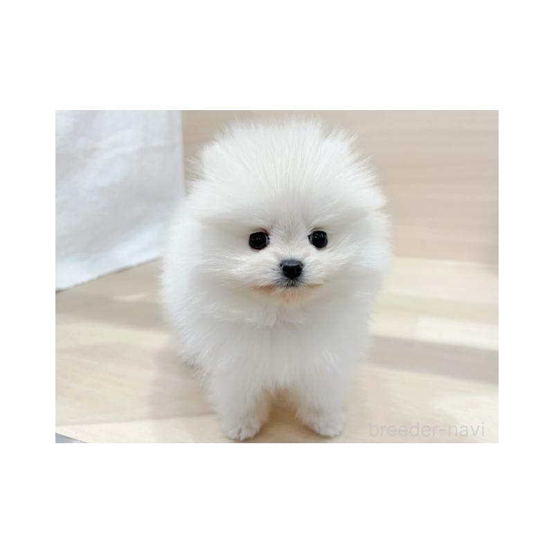 販売中の東京都のポメラニアン-432878の2枚目