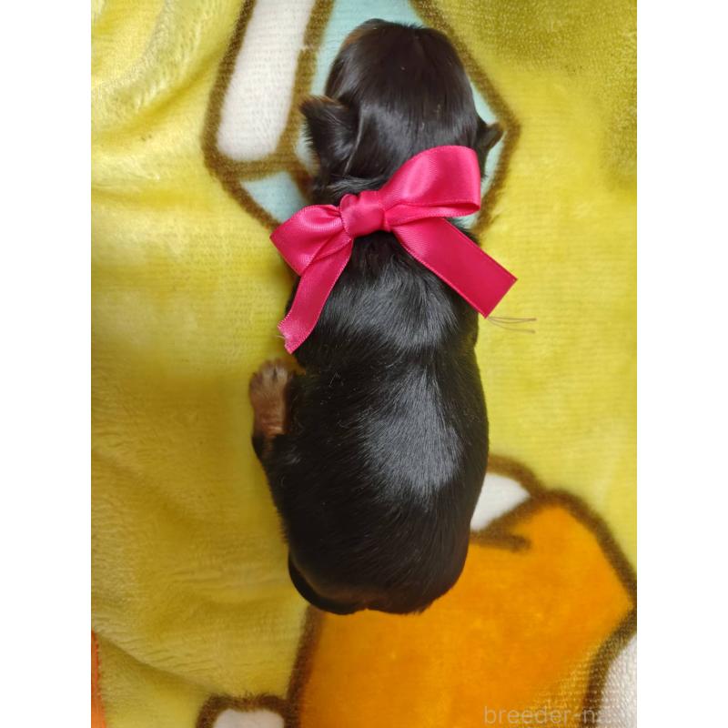 販売中の神奈川県のヨークシャーテリア-432879の5枚目