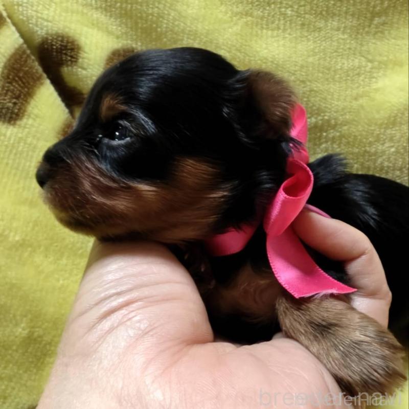 販売中の神奈川県のヨークシャーテリア-432879の4枚目