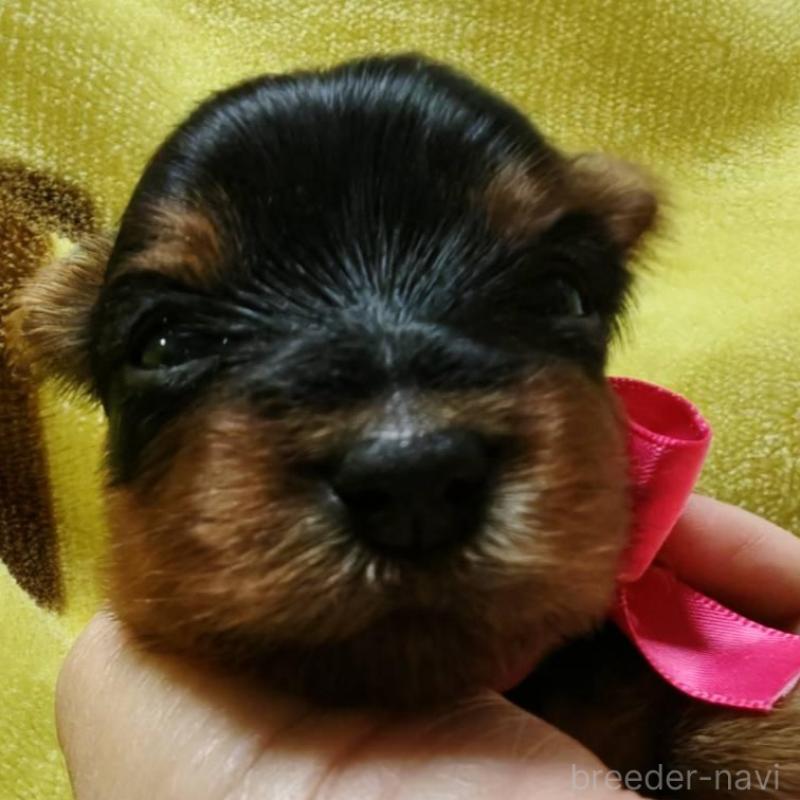 販売中の神奈川県のヨークシャーテリア-432879の3枚目