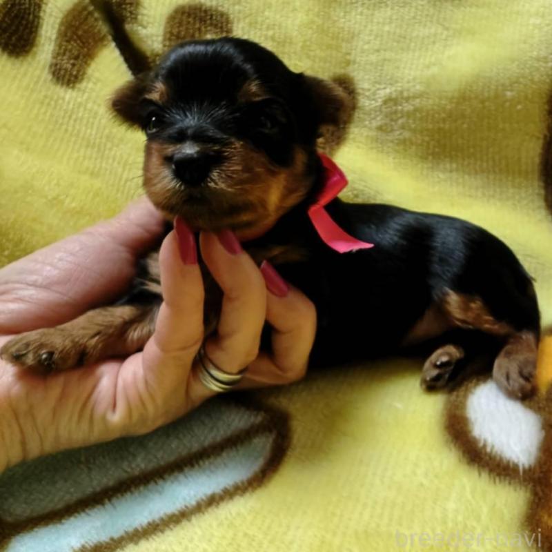 販売中の神奈川県のヨークシャーテリア-432879の2枚目