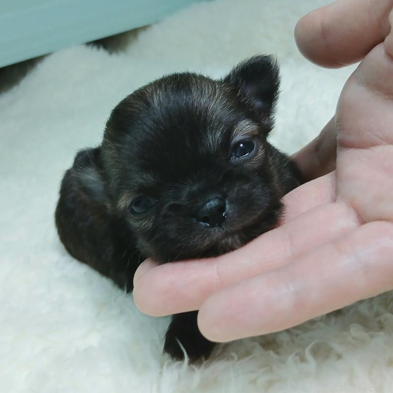 販売中の神奈川県のチワワ(ロングコート)-433260