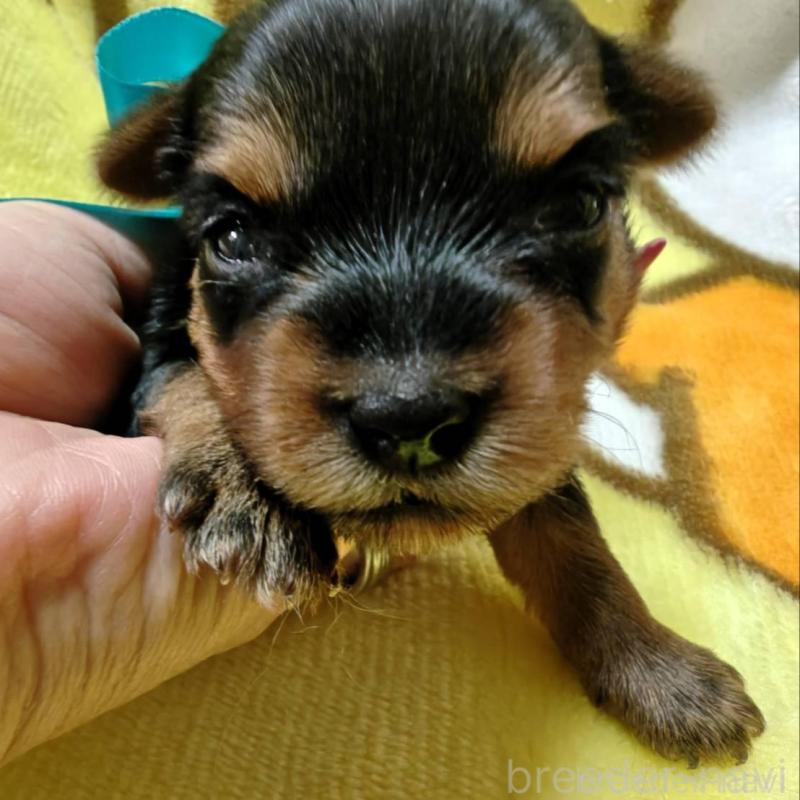 販売中の神奈川県のヨークシャーテリア-432880の6枚目