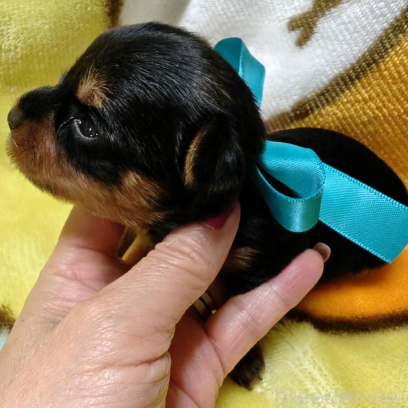 販売中の神奈川県のヨークシャーテリア-432880の5枚目