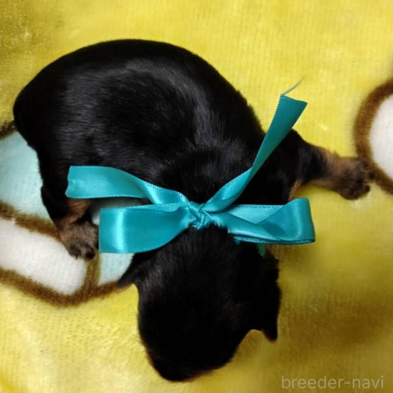 販売中の神奈川県のヨークシャーテリア-432880の4枚目