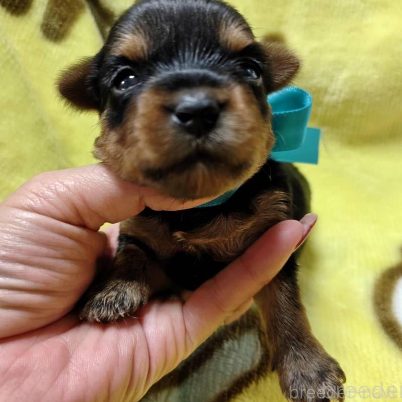 販売中の神奈川県のヨークシャーテリア-432880の3枚目