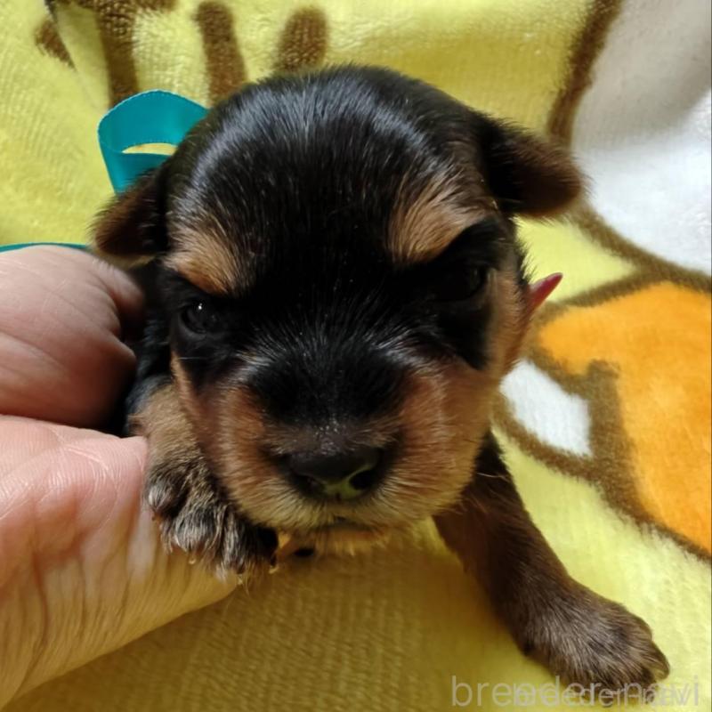 販売中の神奈川県のヨークシャーテリア-432880の2枚目