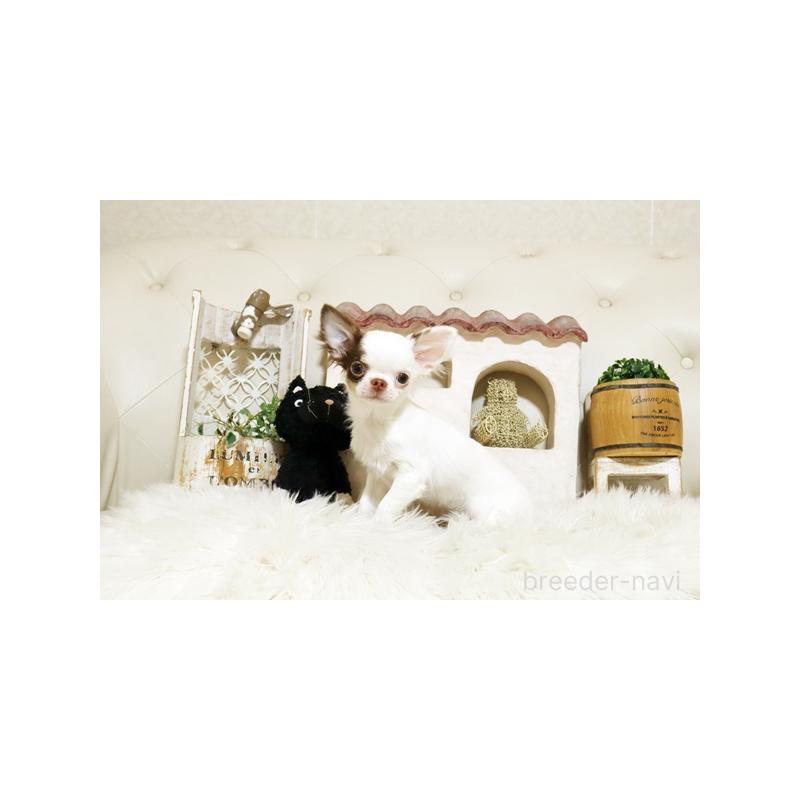 販売中の佐賀県のチワワ(ロングコート)-413331の5枚目