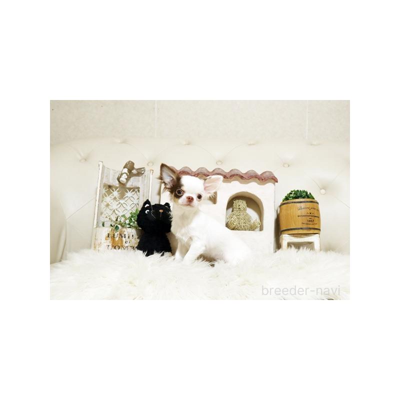 販売中の佐賀県のチワワ(ロングコート)-413331の3枚目