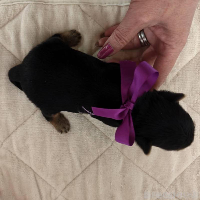 販売中の神奈川県のヨークシャーテリア-432881の5枚目