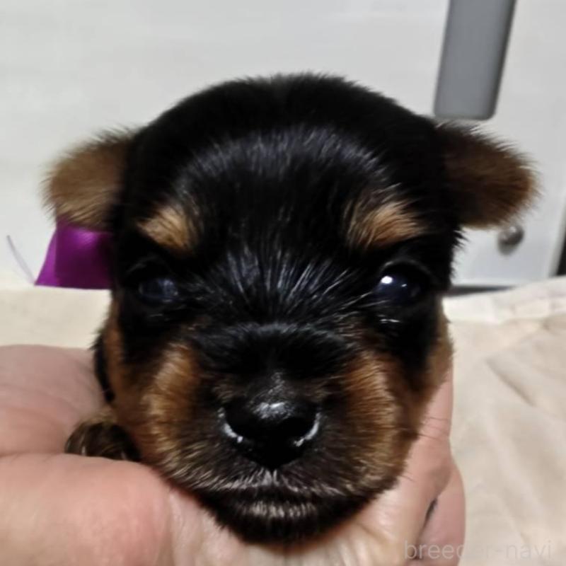 販売中の神奈川県のヨークシャーテリア-432881の4枚目