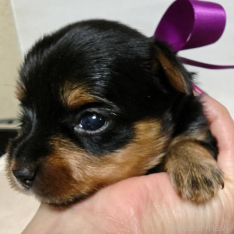 販売中の神奈川県のヨークシャーテリア-432881の3枚目