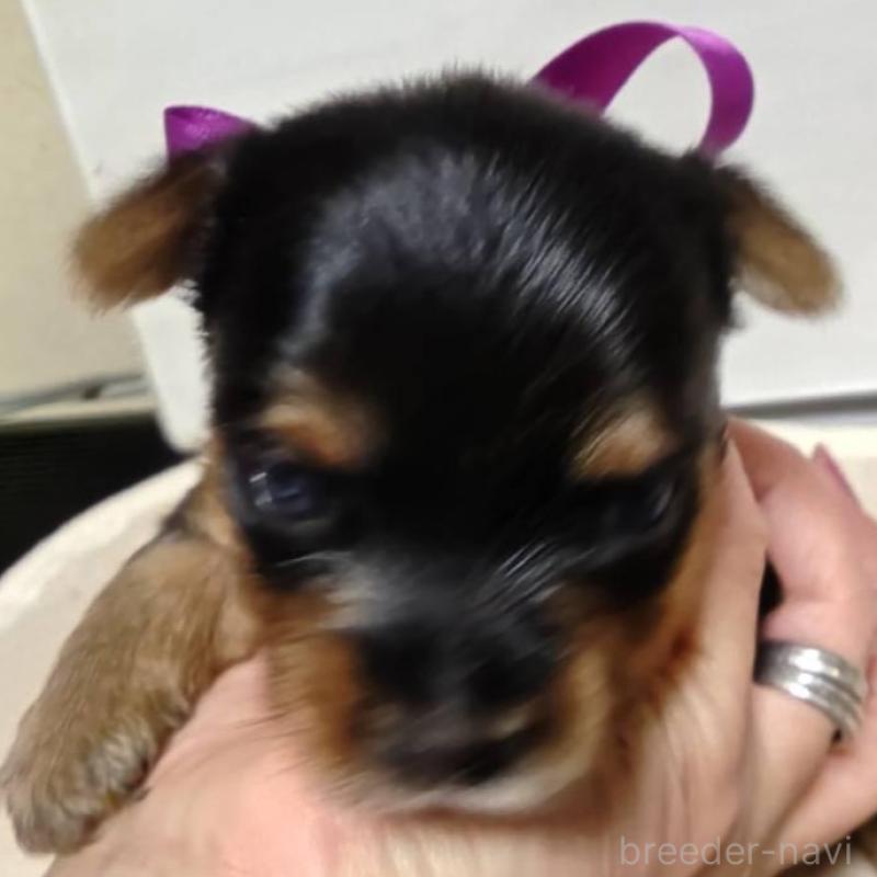 販売中の神奈川県のヨークシャーテリア-432881の2枚目