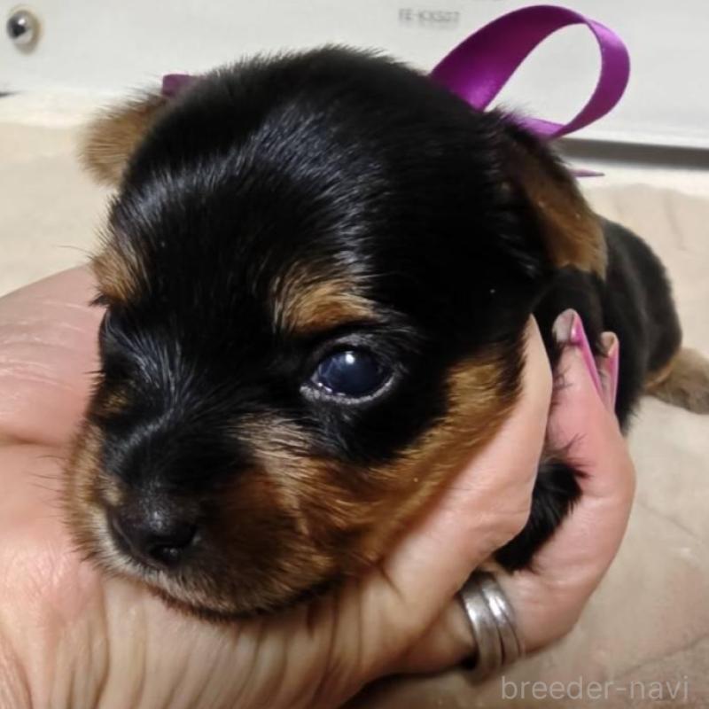 販売中の神奈川県のヨークシャーテリア-432881