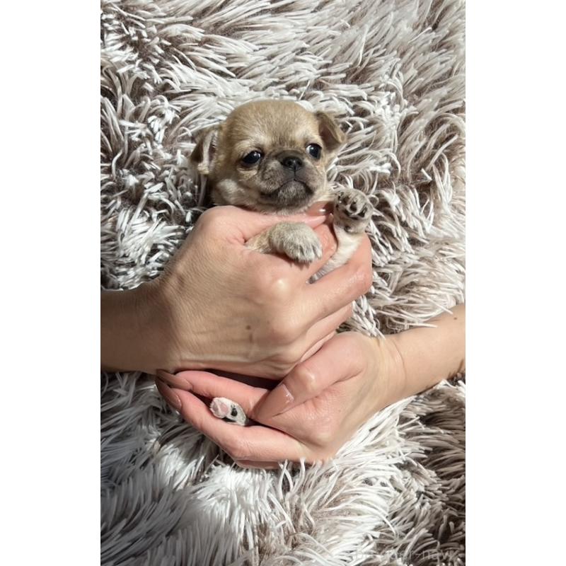 販売中の静岡県のチワワ(スムースコート)-432882の3枚目