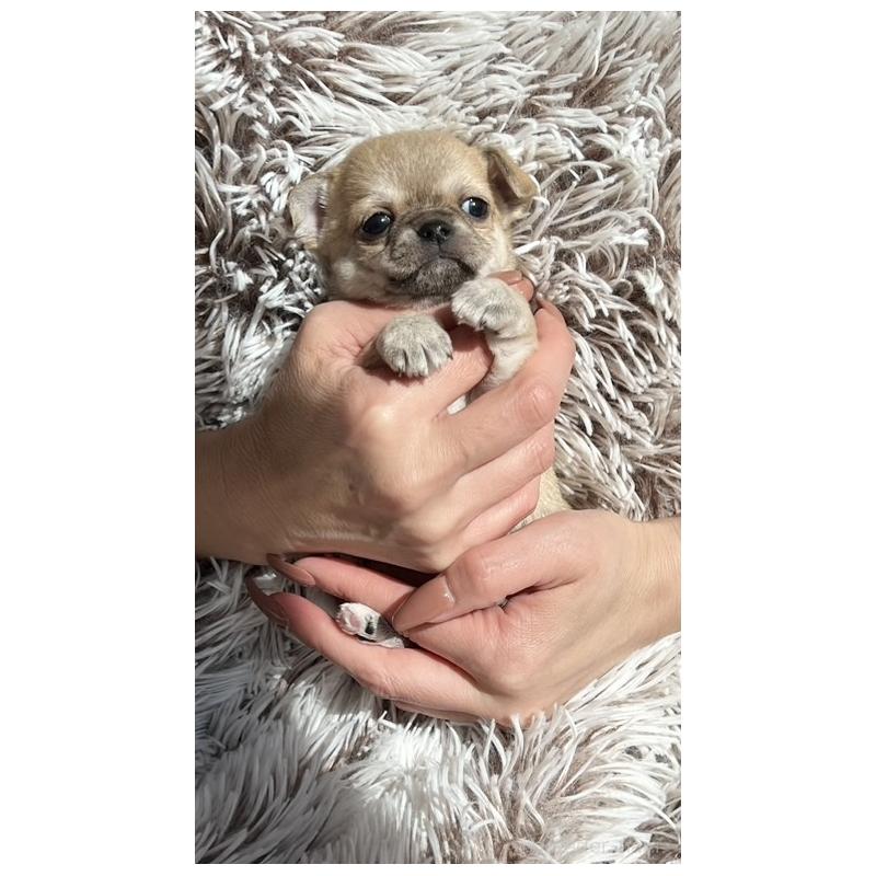 販売中の静岡県のチワワ(スムースコート)-432882の2枚目