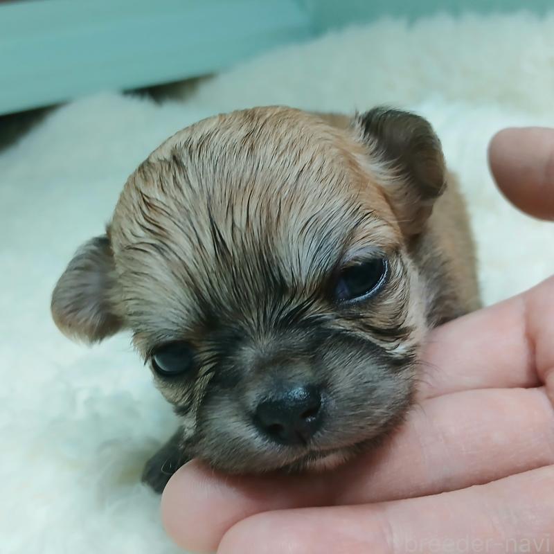 販売中の神奈川県のチワワ(ロングコート)-433264