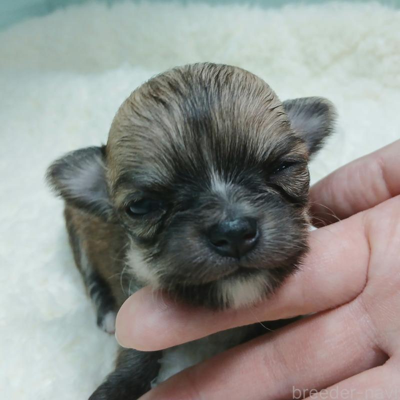 販売中の神奈川県のチワワ(ロングコート)-433258