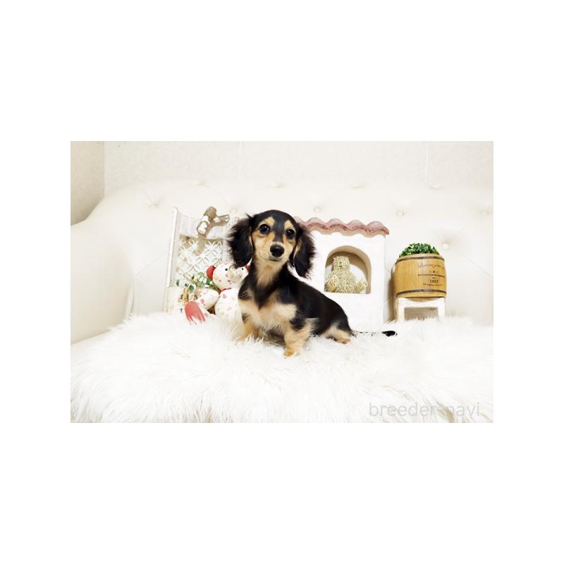 販売中の佐賀県のカニンヘンダックスフンド(ロングヘアード)-426882の5枚目