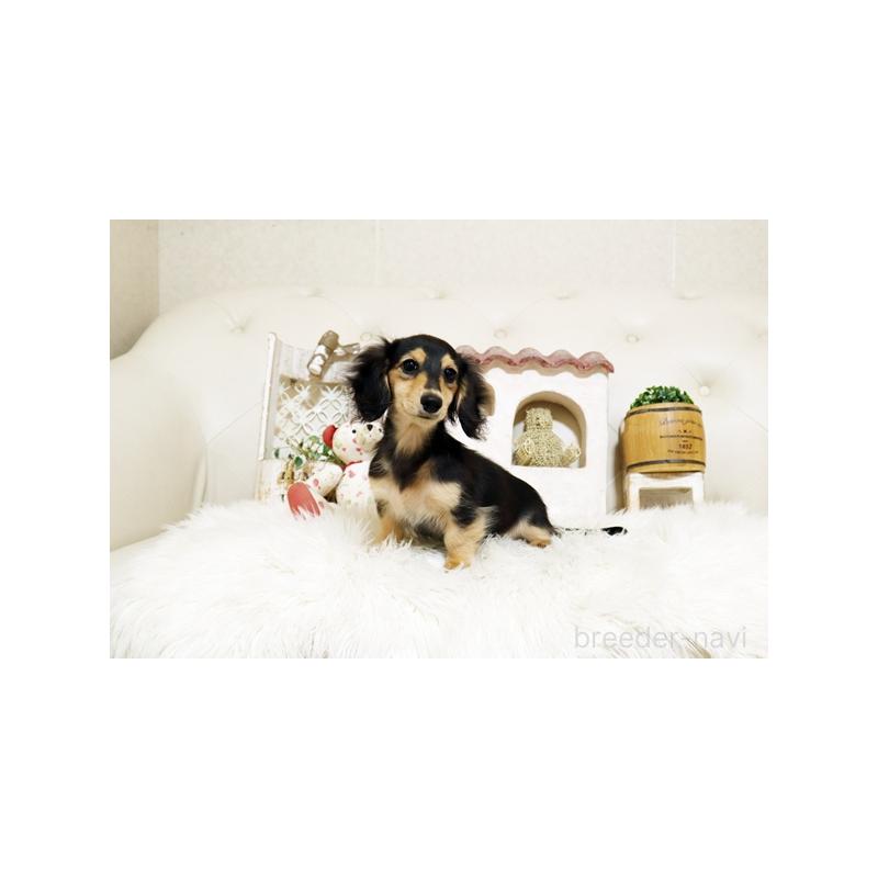 販売中の佐賀県のカニンヘンダックスフンド(ロングヘアード)-426882の4枚目